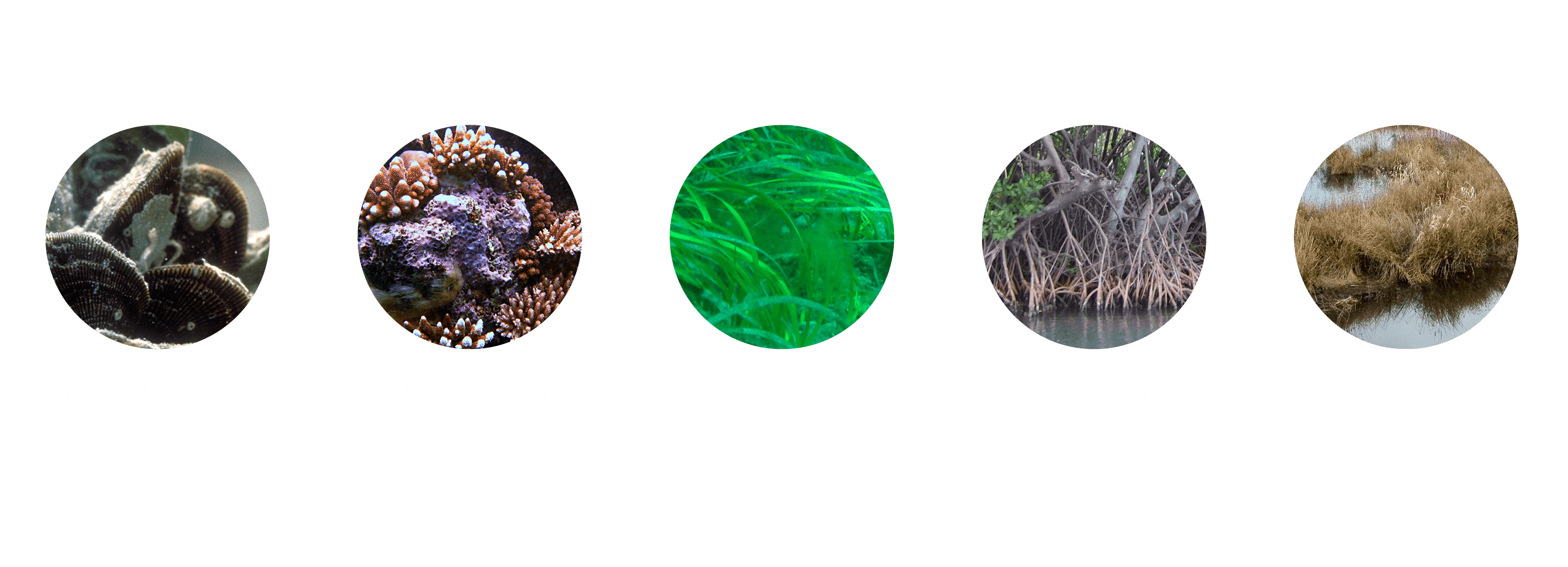 Greening Cities Resilience Natural Infrastructure Bubbles