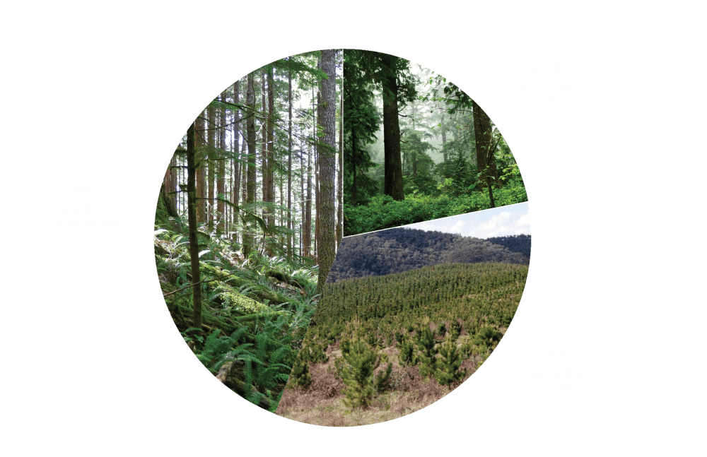 WYCD Forestry - Old Growth Vs Secondary Forest Pie Chart