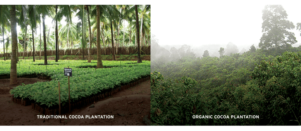 COCOA traditional vs organic plantation