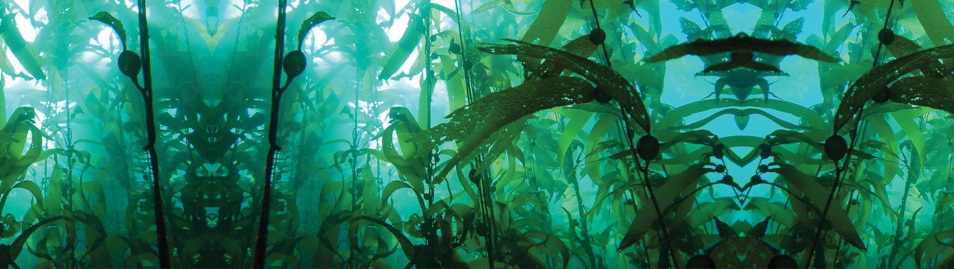 Solutions Hero Image Seaweed Kelp