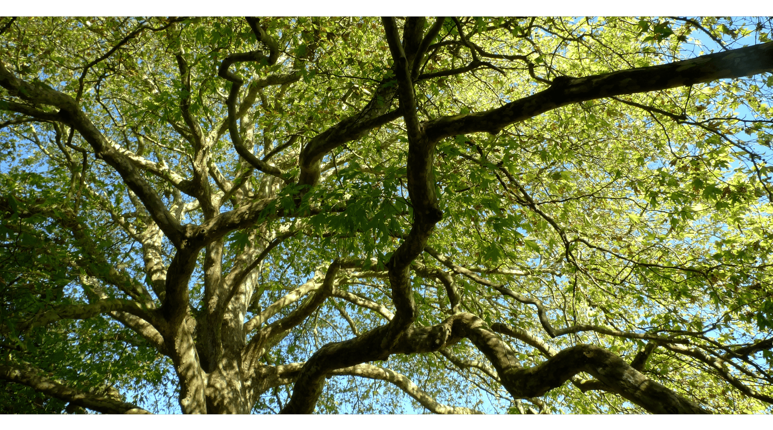 Green Our Cities Urban Forestry