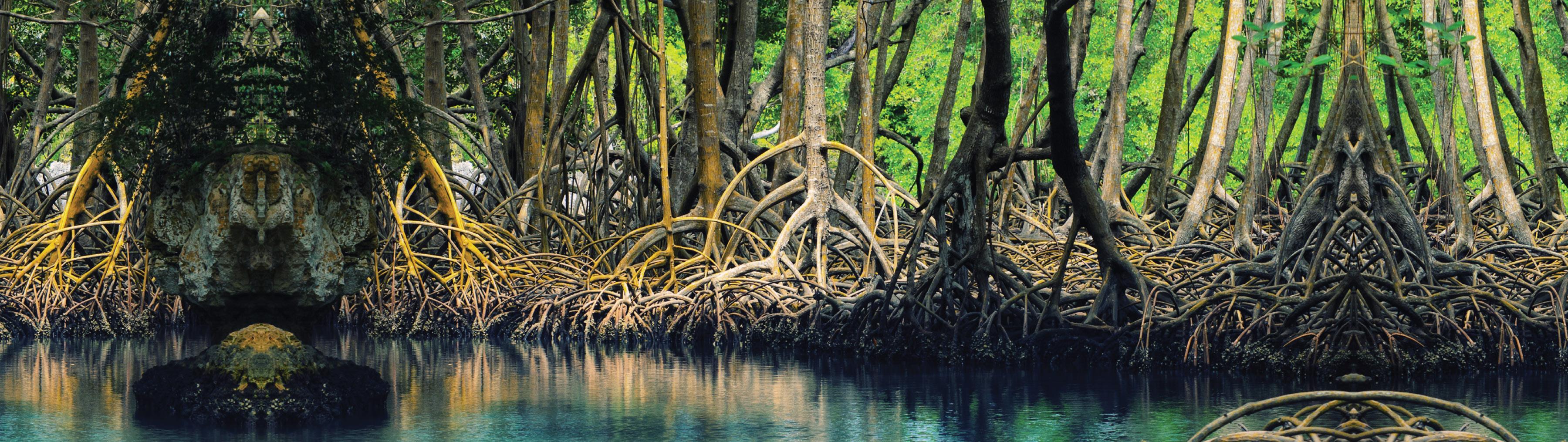 Solutions Hero Image Coasts and Wetlands Overview (mangroves)