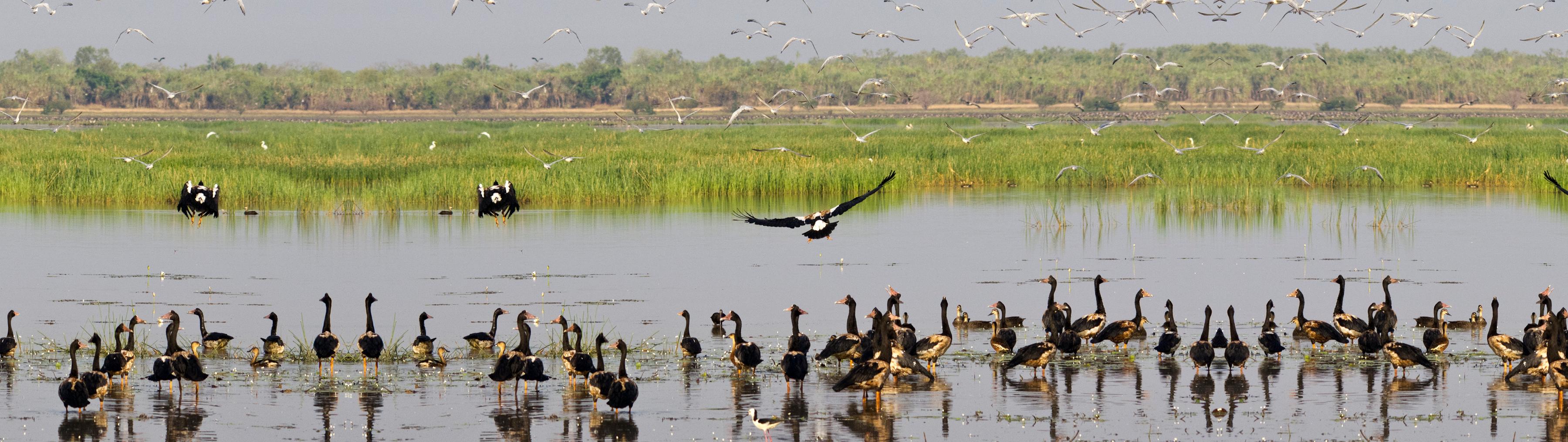 Solutions Hero Image Protect Wetlands