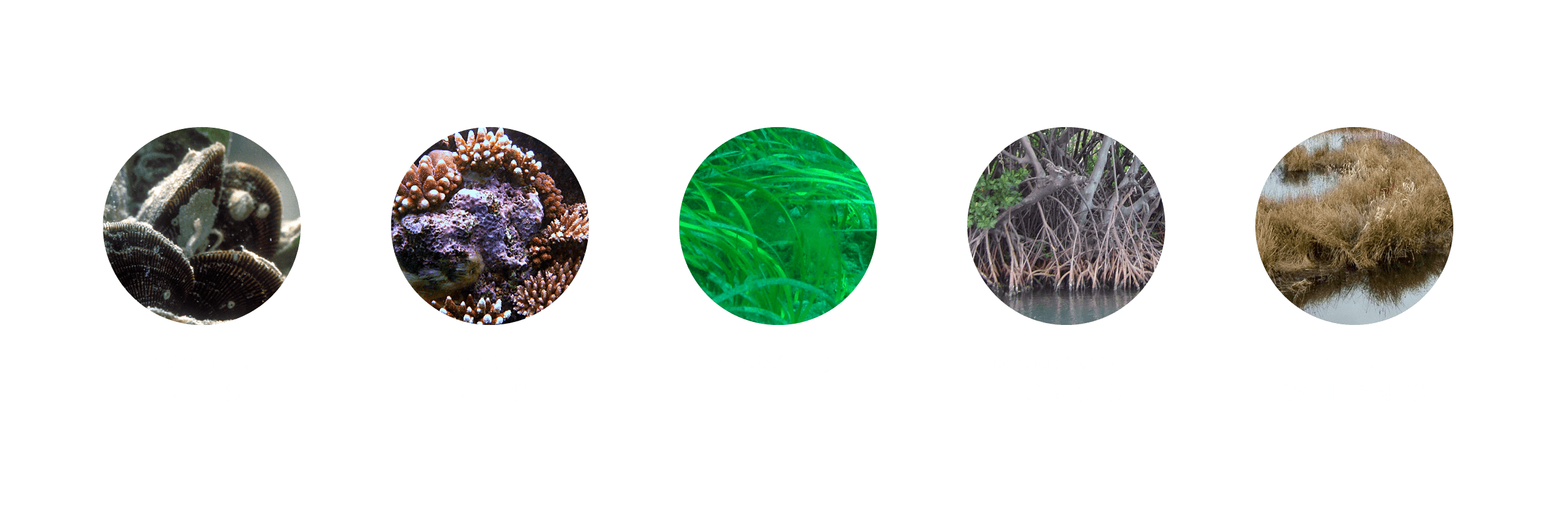 Blue Carbon and Coastal Ecosystem Bubbles - resilience