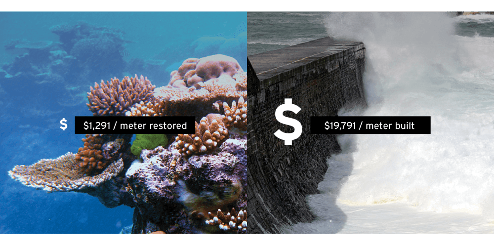 2021 Coasts & Wetlands images - coral reef vs seawall
