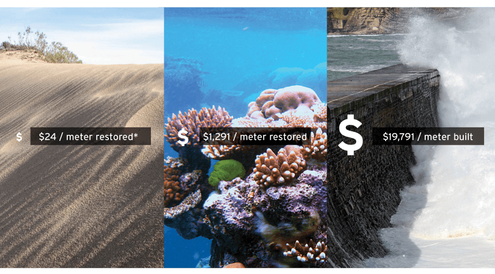 Sand Dune Coral Reef Sea Wall price comparison