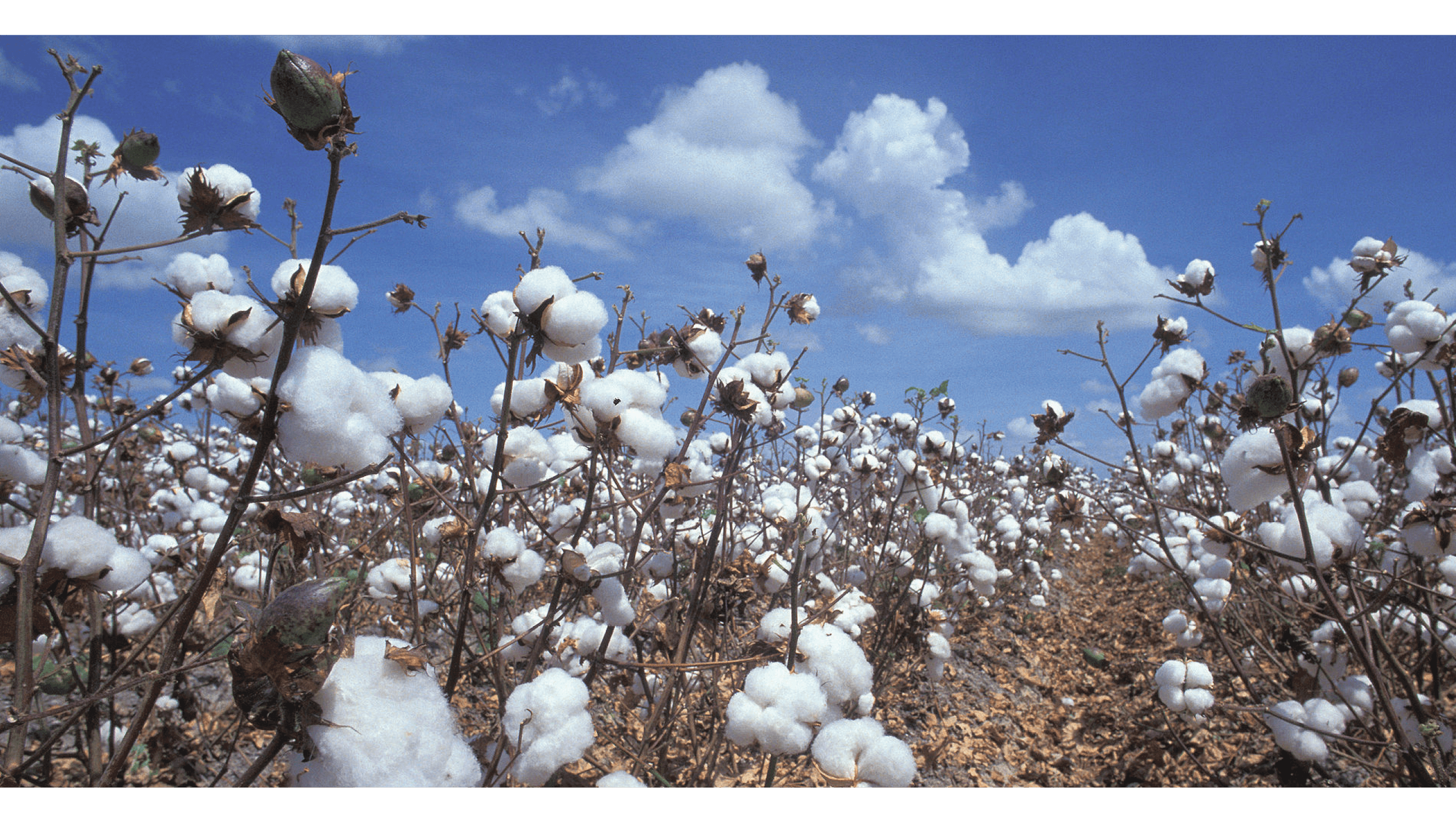 COTTON