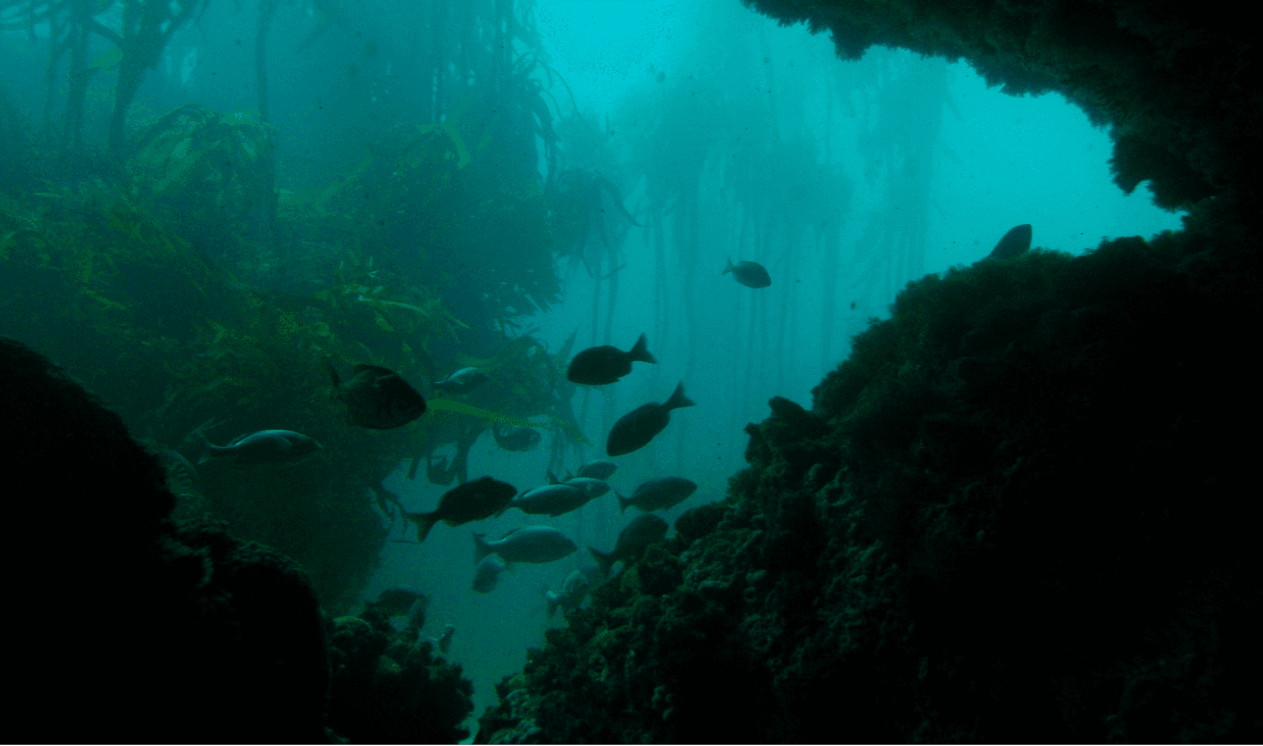 Greenprint feature image ancient ocean