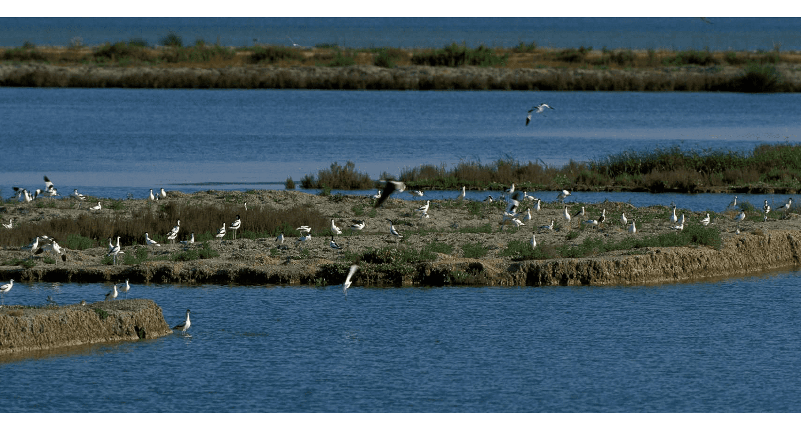 2021 Fishing & Aquaculture images - Veta la Palma best practices
