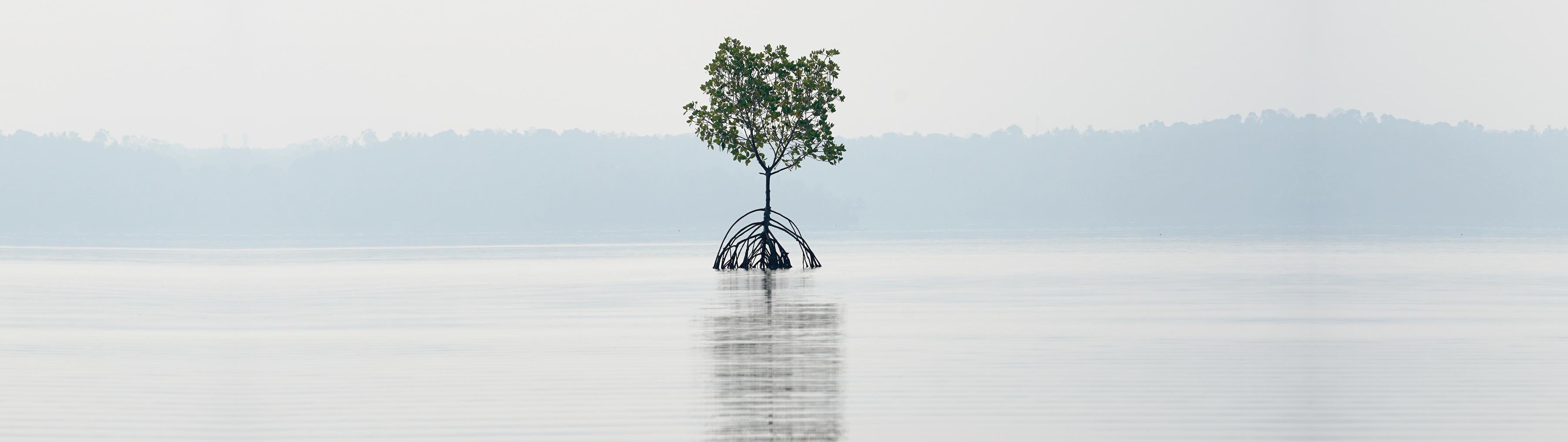 Solutions Hero Image Restore Coastal Wetlands