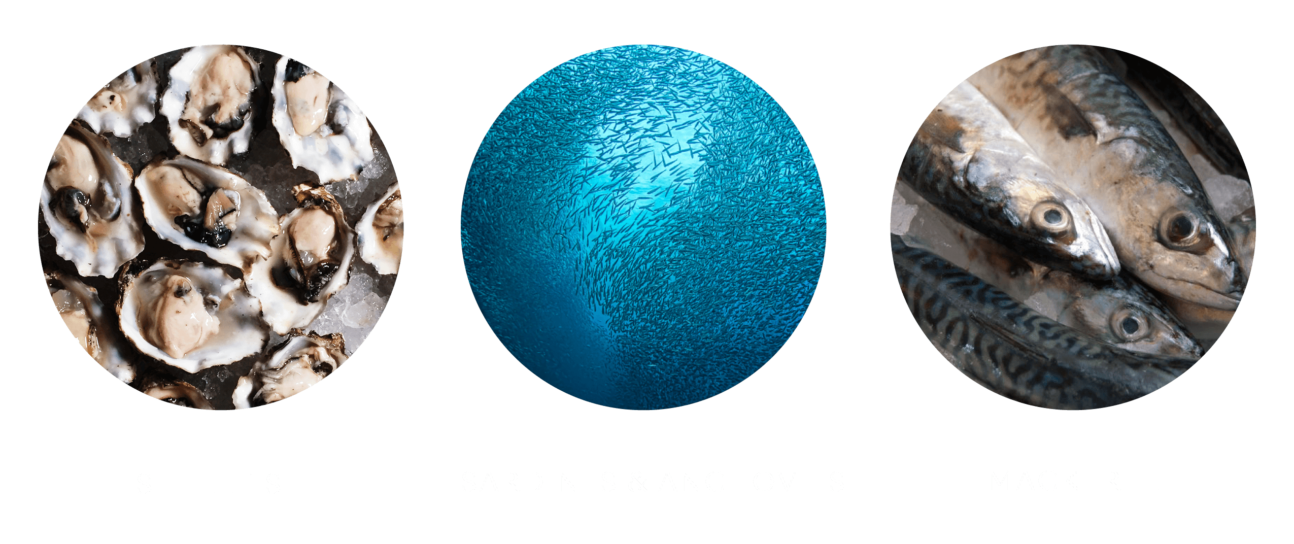 2021 Fishing & Aquaculture images - eat lower down the foodchain bubble images w captions