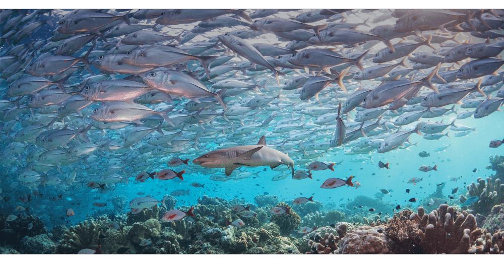 2021 Fishing & Aquaculture images - shark and school of fish