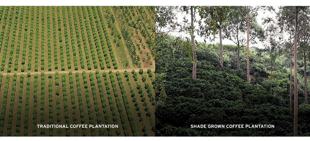 COFFEE traditional vs organic plantation