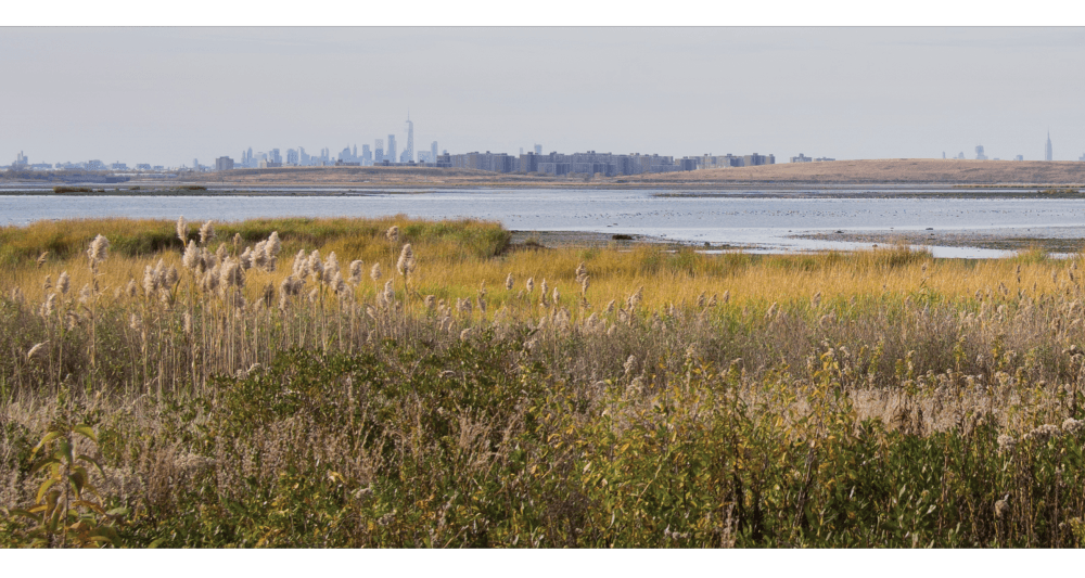 2021 Coasts & Wetlands images - NYC marsh with skyline