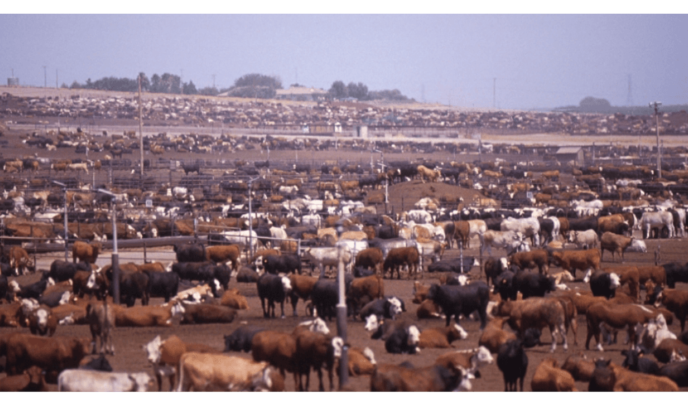 avoid industrial ranching - cattle, feedlot