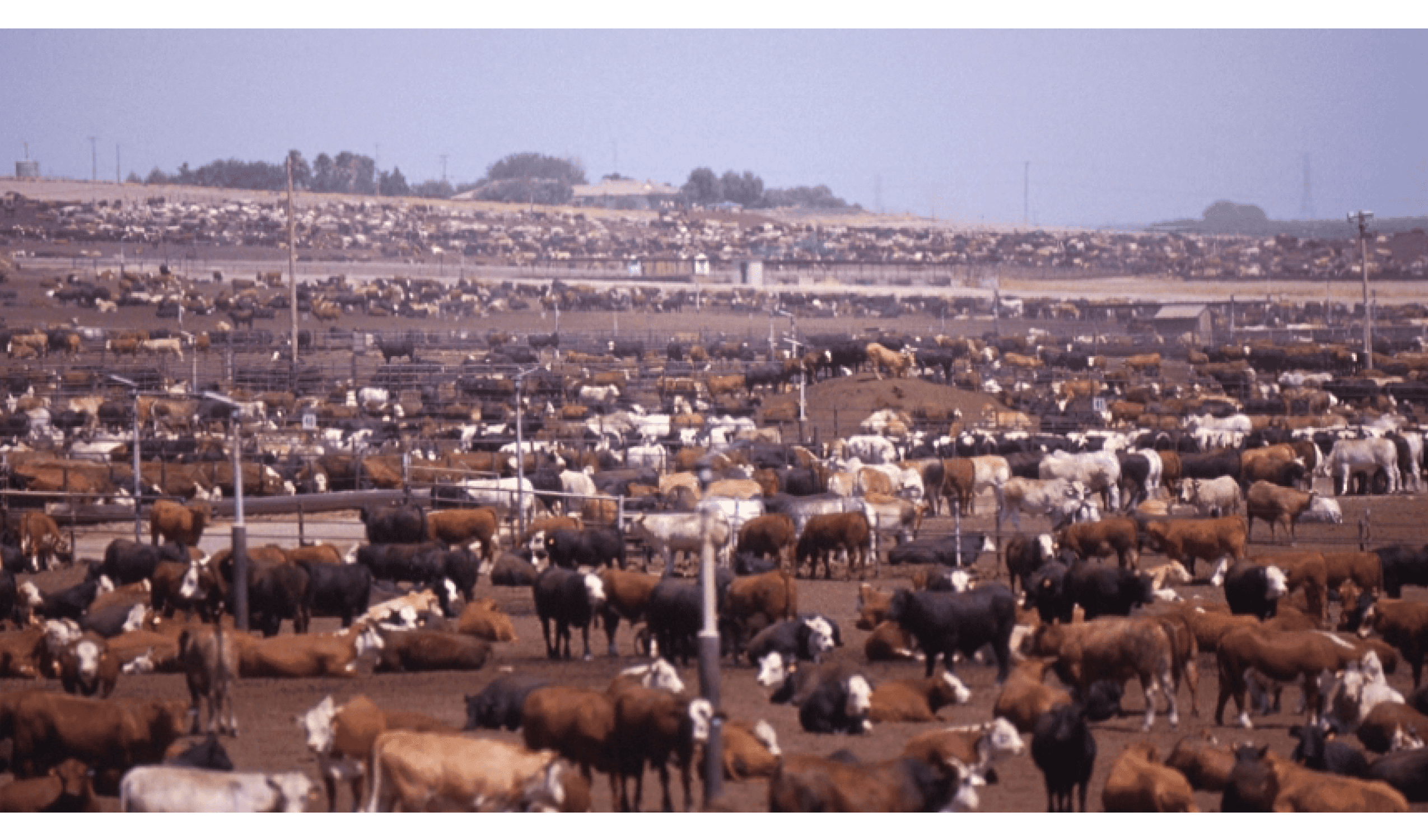 avoid industrial ranching - cattle, feedlot