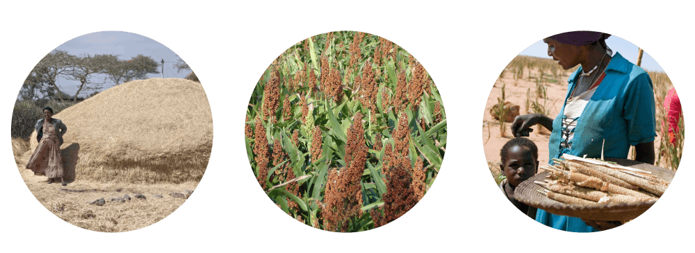 drought resistant grains