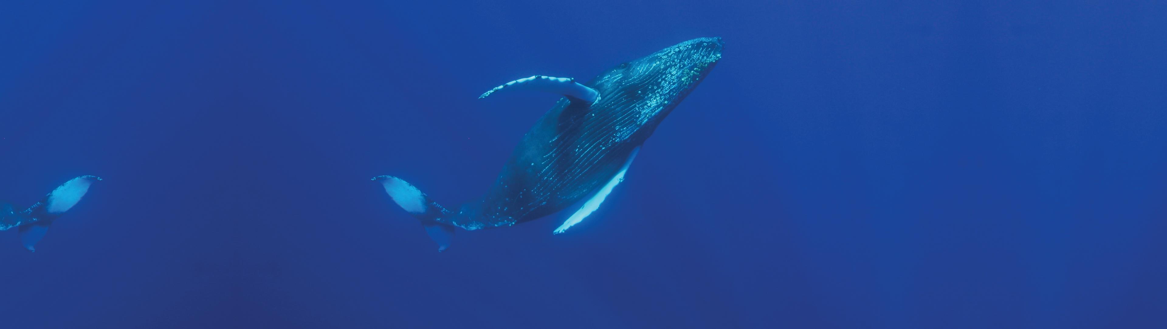 Solutions Hero Images MPAs whale