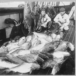 Species Collapse, North Atlantic Cod