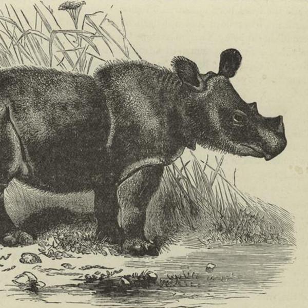 hist-2695-photo-Marco Polo Finds Rhinos — Sumatran Rhinoceros