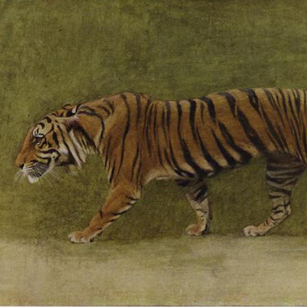 hist-2717-photo-Tigers Too Abundant, John Crawfurd — Malayan Tiger