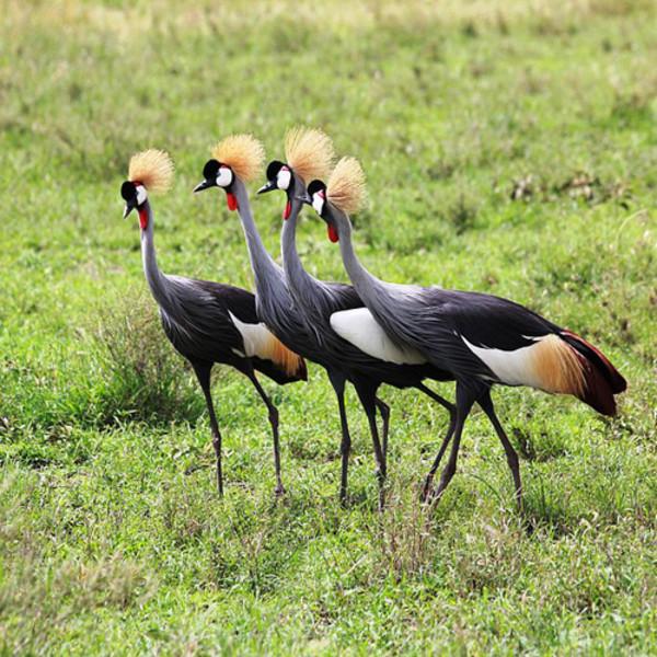 hist-4159-photo-African Cranes Overview