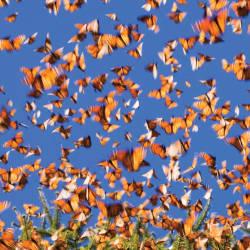 Monarch Butterfly – Timeline