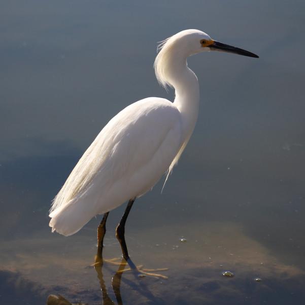 hist-5524-photo-Snowy Egret Overview