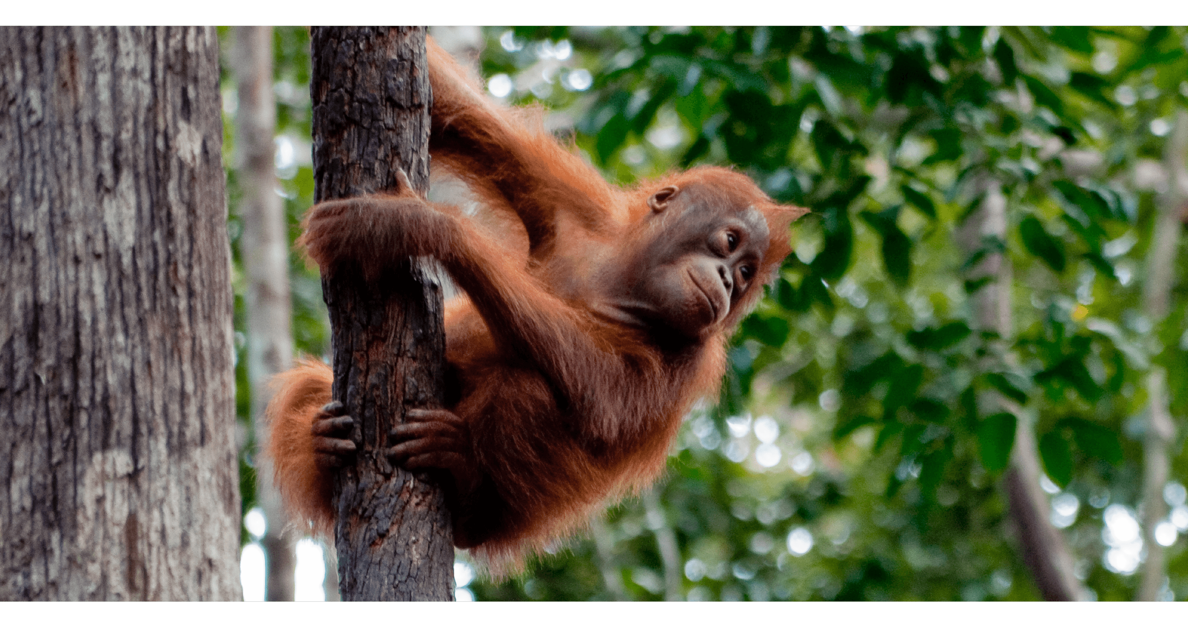 PALM OIL orangutan
