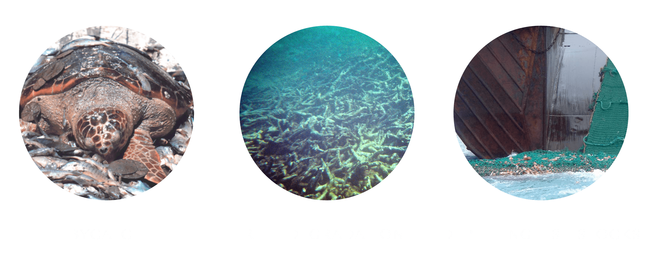 2021 Fishing & Aquaculture images - industrial fishing consequences bubbles