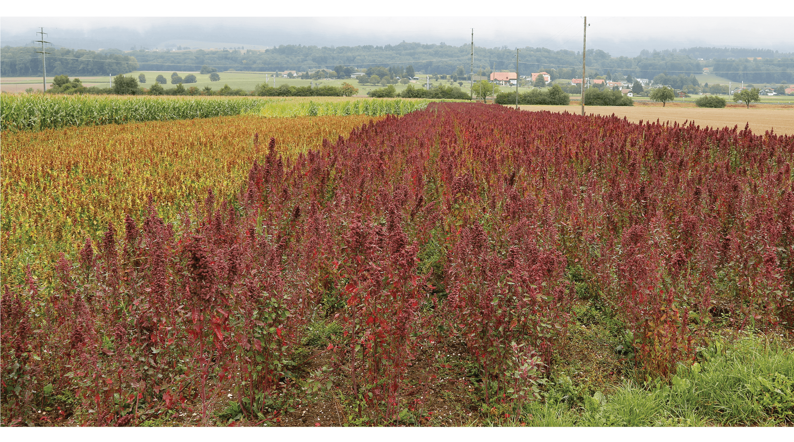 diversify crops and plant for resilience