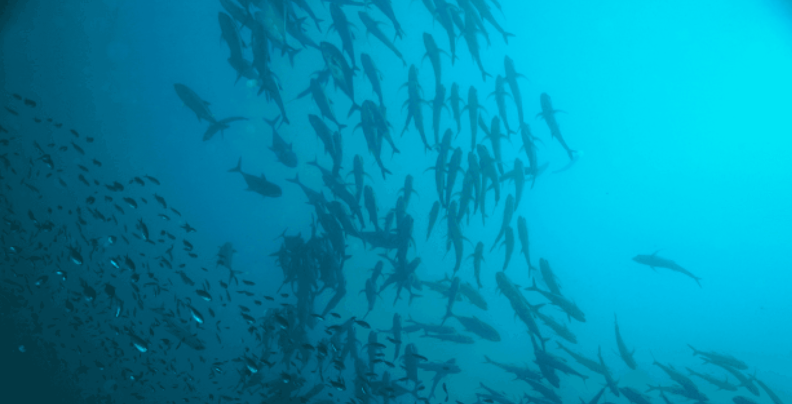 Greenprint feature image Aquaculture